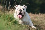 BULLDOG ANGLAIS 185